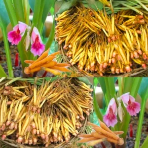 Finger Root Ginger Plant Tuber - Thai Ginger Roots for Growing Outdoor