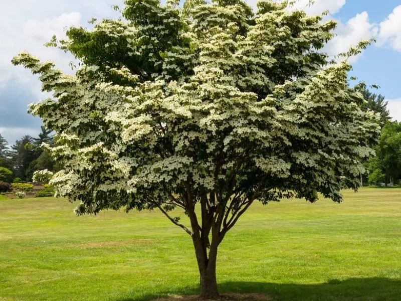 kousa dogwood tree