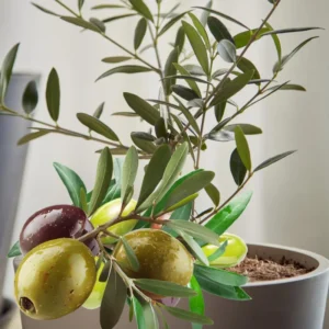 Arbequina Olive Tree Live Plant 4-6 Inch - Home Garden Ready
