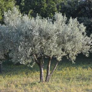 Arbequina Olive Tree Live Plant 4-6 Inch - Home Garden Ready