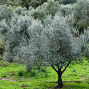 Arbequina Olive Tree Plant Starter 4-6 Inches - Hardy Outdoor Live Plant