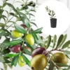 Arbequina Olive Tree Plant Starter 4-6 Inches - Hardy Outdoor Live Plant