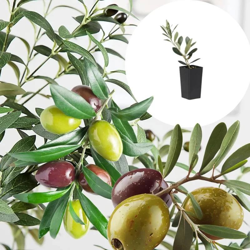 Arbequina Olive Tree Plant Starter 4-6 Inches - Hardy Outdoor Live Plant