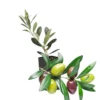 Arbequina Olive Plant Live Tree - High Yield Starter Size - Outdoor Planting