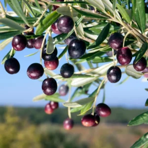 Arbequina Olive Plant Live Tree - High Yield Starter Size - Outdoor Planting