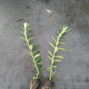 Arbequina Olive Plant Live Tree - High Yield Starter Size - Outdoor Planting