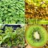High-Yielding Kiwi Trees - 2 Live Plants - Starter Size 4-6 Inches - Sweet Hardy Vine