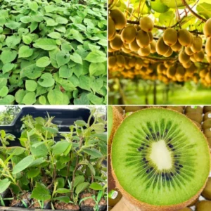 High-Yielding Kiwi Trees - 2 Live Plants - Starter Size 4-6 Inches - Sweet Hardy Vine