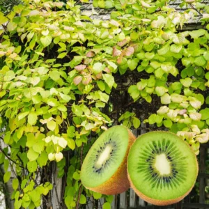High-Yielding Kiwi Trees - 2 Live Plants - Starter Size 4-6 Inches - Sweet Hardy Vine