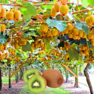 High-Yielding Kiwi Trees - 2 Live Plants - Starter Size 4-6 Inches - Sweet Hardy Vine