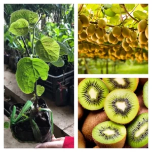 High-Yielding Kiwi Trees - 2 Live Plants - Starter Size 4-6 Inches - Sweet Hardy Vine