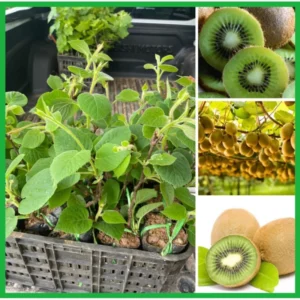 Kiwi Vines Trees - Set of 2 Live Plants - Starter Size 4-6 Inches - No Pot
