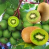 Kiwi Trees Combo Pack - 4 Live Vines, Starter Size, Hardy & Sweet