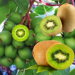 Kiwi Trees Combo Pack - 4 Live Vines, Starter Size, Hardy & Sweet