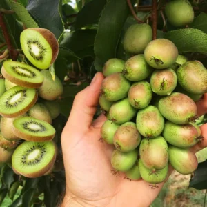 Kiwi Trees Combo Pack - 4 Live Vines, Starter Size, Hardy & Sweet