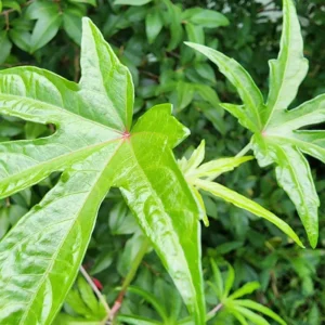 Chief Prize Hibiscus Plant Set - Live Starter Shrubs 4-6 Inches Tall