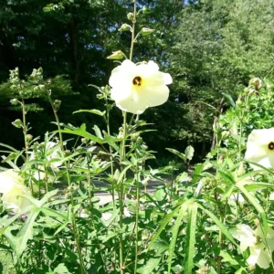 Chief Prize Hibiscus Plant Set - Live Starter Shrubs 4-6 Inches Tall
