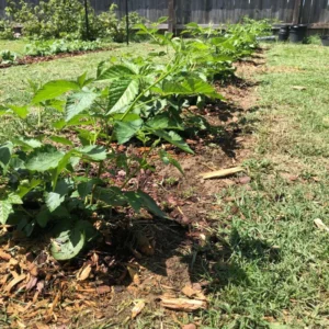 Chief Prize Live Plants Trees Set - Hardy Shrubs, 4-6 Inches Tall, Indoor/Outdoor