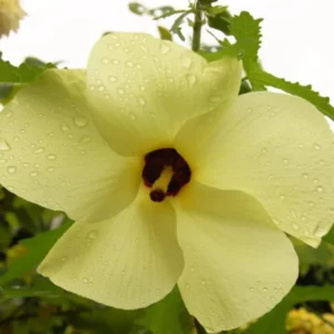 Hibiscus Chief Prize Tree Set - Live Blooming Shrubs 4-6 Inch Starter Size