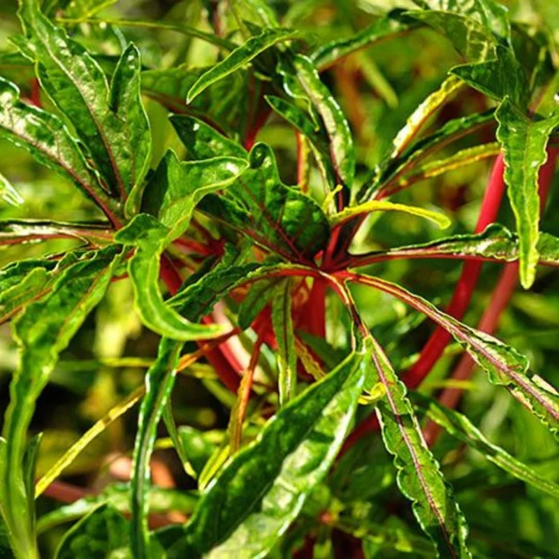 Hibiscus Chief Prize Tree Set - Live Blooming Shrubs 4-6 Inch Starter Size