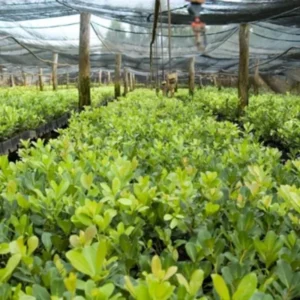 Yerba Mate Tree Live Plants Starter Set - 3 Plants 4-6 Inch Outdoor