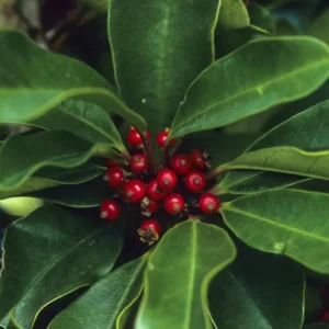 Yerba Mate Tree Live Plants Starter Set - 3 Plants 4-6 Inch Outdoor