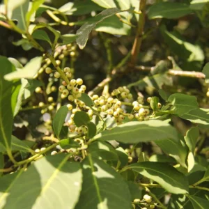 Yerba Mate Tree Live Plants Starter Set - 3 Plants 4-6 Inch Outdoor