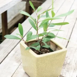 Yerba Mate Trees - Combo 3 Live Starter Plants - 4-6 Inches - No Pot