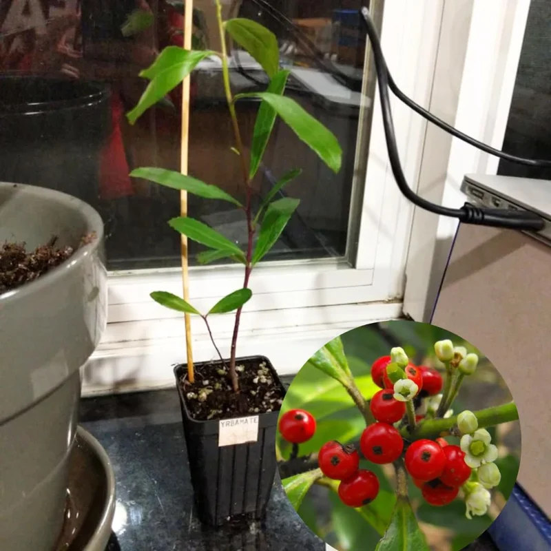 Yerba Mate Trees - Combo 3 Live Starter Plants - 4-6 Inches - No Pot