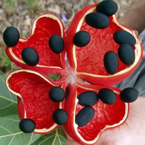 Peanut Tree Live Plant Starter 4-6 Inches - Grow Your Own Peanuts