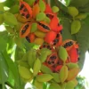 Hardy Peanut Tree Plant Live 4-6in for Container Gardens