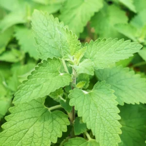 Live Catnip Plants Starter Set - 3 Pack - Gardening Herbs