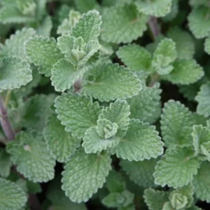 Live Catnip Plants Starter Set - 3 Pack - Gardening Herbs