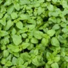 Catnip Plants Set of 3 - Indoor Outdoor Growing - 4-6 Inches Tall Starter Plants