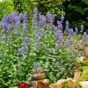 Catnip Plants 3-Pack Live Starter Plants 4-6 Inches Tall for Planting Herb