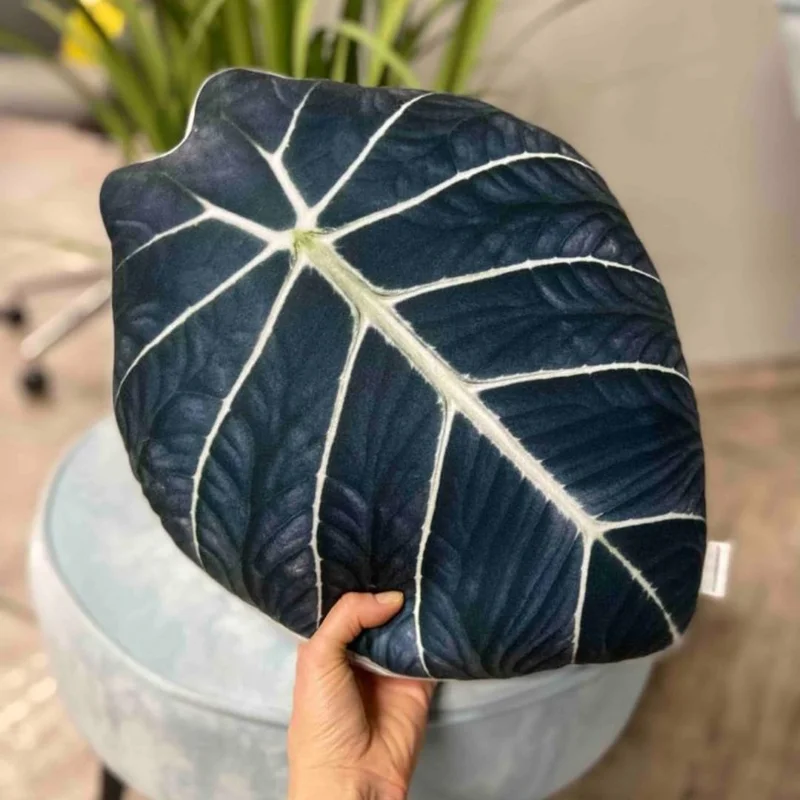 Black Velvet Alocasia - 5 Live Starter Plants - Dark Green Tropical Indoor Growing