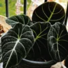 Black Velvet Alocasia - 5 Live Starter Plants - Dark Green Tropical Indoor Growing