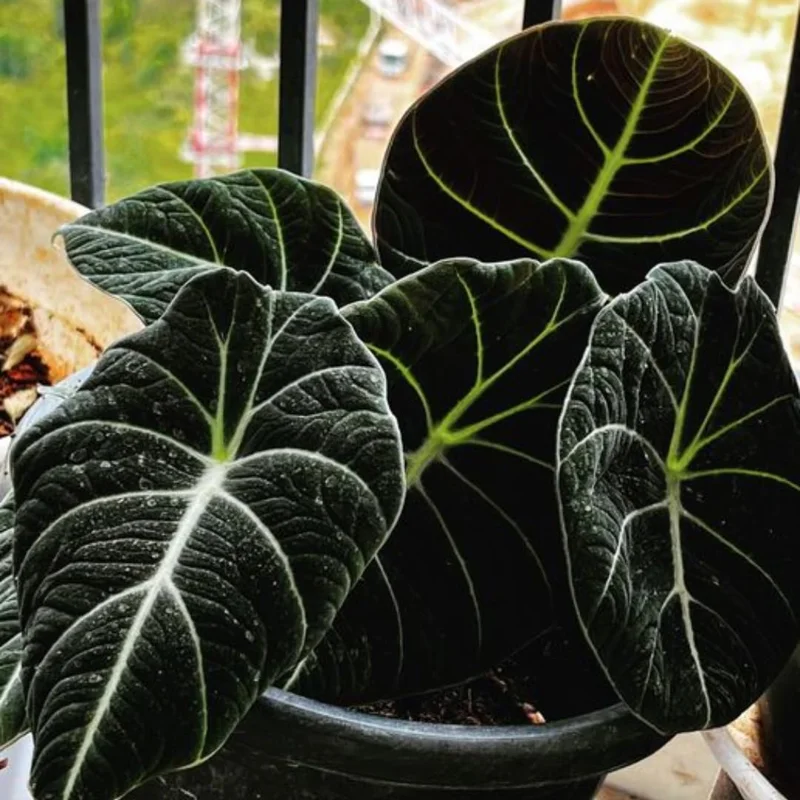 Black Velvet Alocasia - 5 Live Starter Plants - Dark Green Tropical Indoor Growing