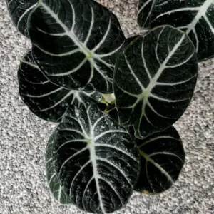 Black Velvet Alocasia - 5 Live Starter Plants - Dark Green Tropical Indoor Growing