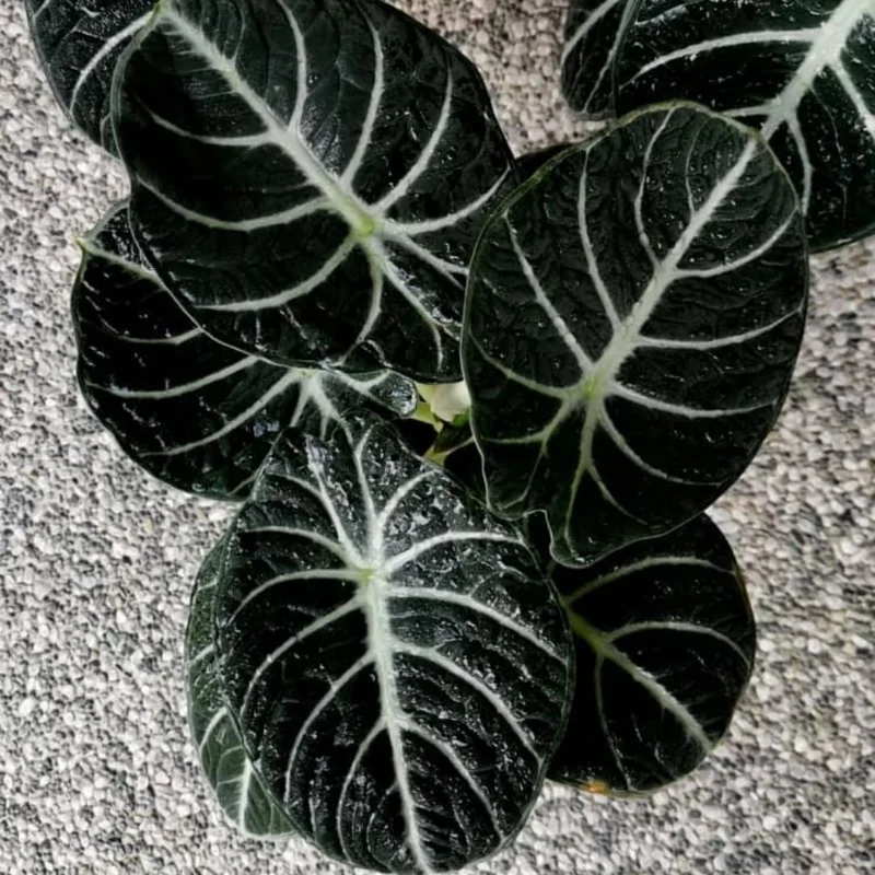 Black Velvet Alocasia - 5 Live Starter Plants - Dark Green Tropical Indoor Growing