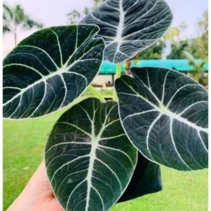Alocasia Black Velvet Live Plant Set - Tropical Indoor Plant 4-6 Inches