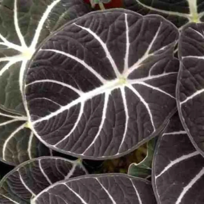 Alocasia Black Velvet Live Plant Set - Tropical Indoor Plant 4-6 Inches