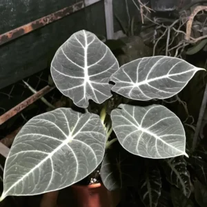 Alocasia Black Velvet Live Plant Set - Tropical Indoor Plant 4-6 Inches