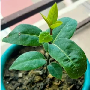 Bay Leaf Plants Laurus Nobilis Pack 2, 4-9 Inch Starter Trees