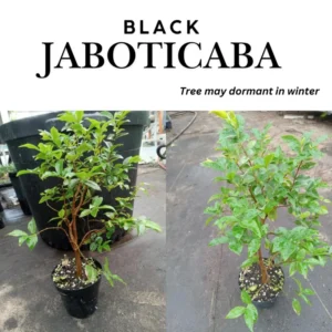 Jabuticaba Tree Live Plant - 10-12 Inch Brazilian Grape Seedling