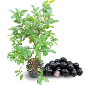 Black Jaboticaba Tree Live Plant - 1 Year Old Seedling - 1 Feet Tall