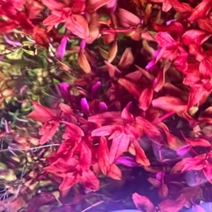 Red Ludwigia Repens Aquarium Plant - 5-7 Live Stems - Vibrant Red Aquatic Decor