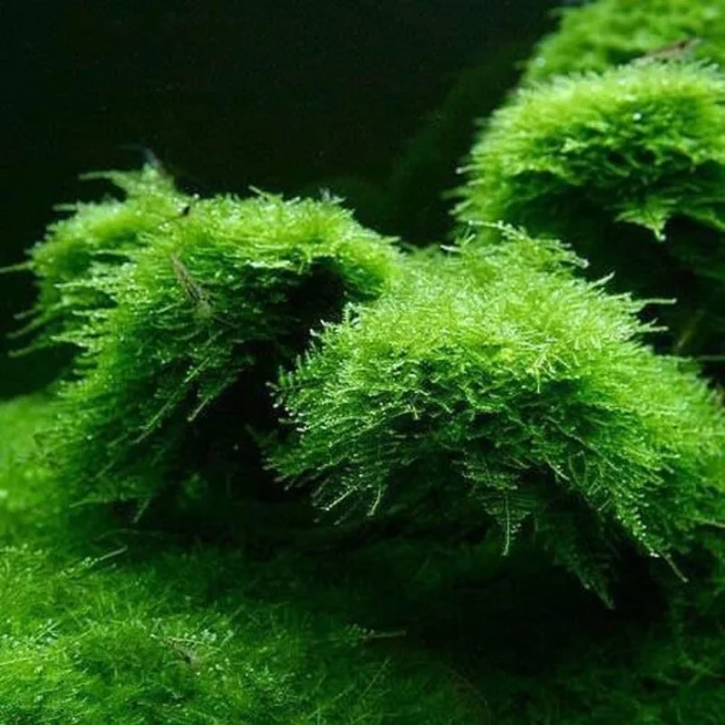 Java Moss Live Aquarium Plant Portion - Freshwater Aquatic Moss