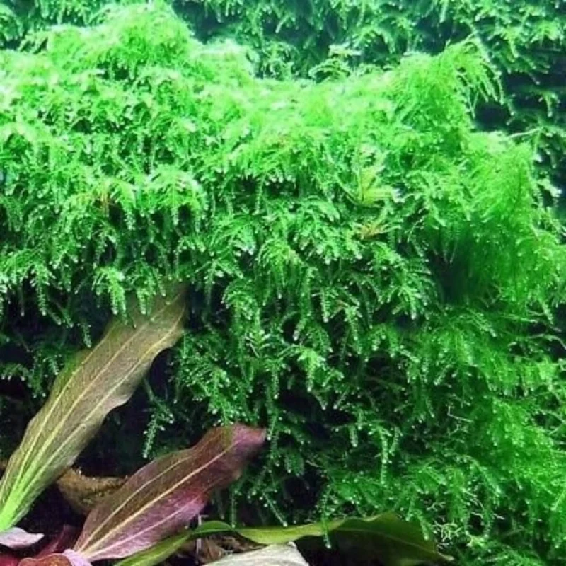 Live Weeping Moss Aquarium Plant - 4oz Cup - Lush Green Aquatic Moss