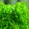Live Weeping Moss Aquarium Plant - 4oz Cup - Lush Green Aquatic Moss
